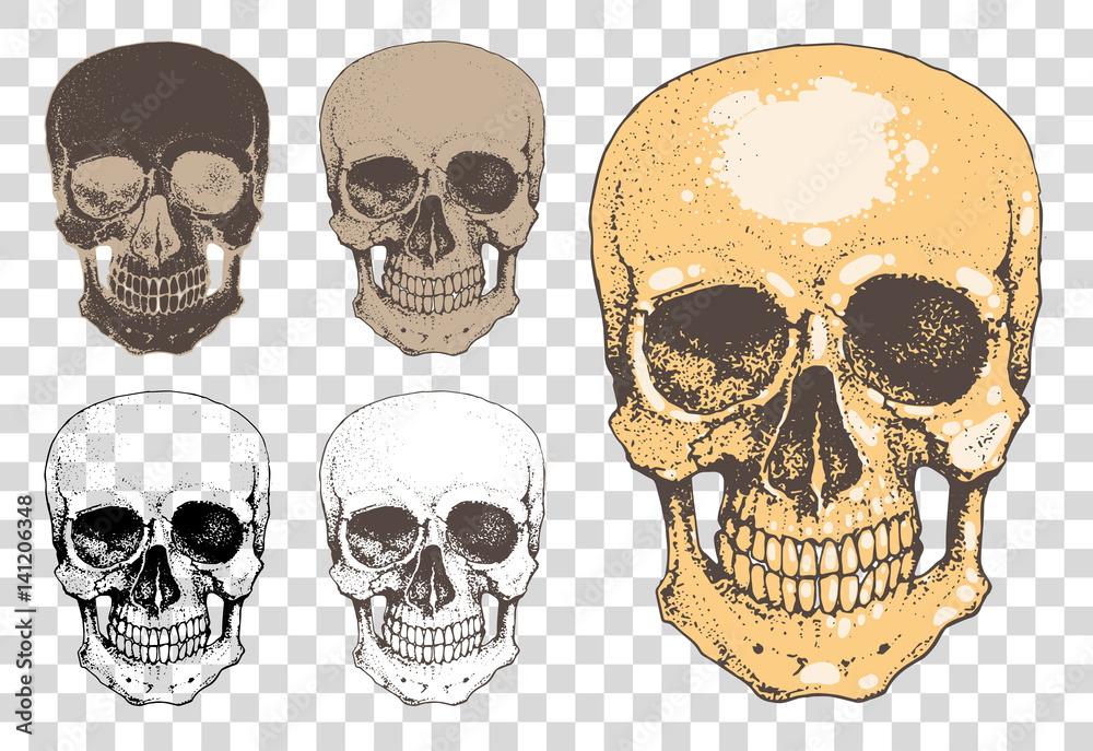 human skull with lower jaw drawn in dots