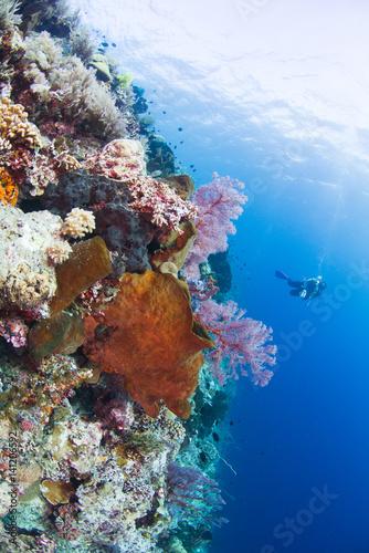 Undersea, Underwater life, fish, shoal, coral