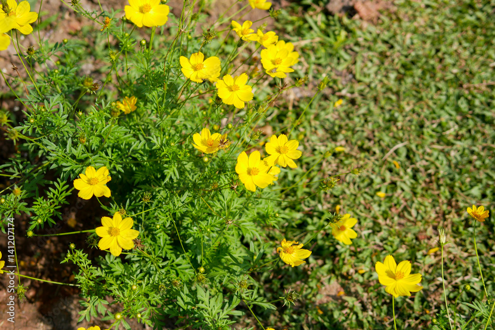 Beautiful yellow cosmos flowers Beautiful yellow cosmos flowers