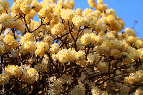 Flowering shrub of Edgeworthia chrysantha under blue sky
