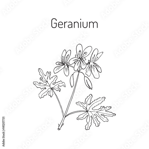 Fototapeta Naklejka Na Ścianę i Meble -  Geranium or Pelargonium, medicinal and aromatic plant
