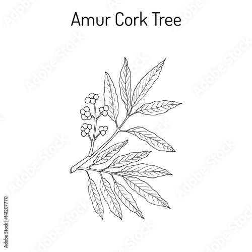 Amur cork tree phellodendron amurense , chinese medicinal plant