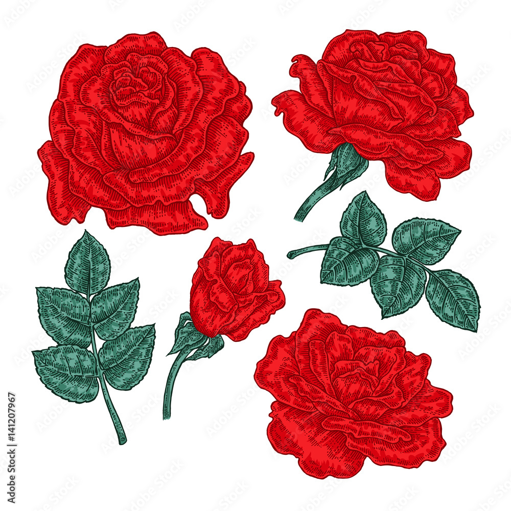Hand drawn red rose flowers and leaves isolated on white background ...