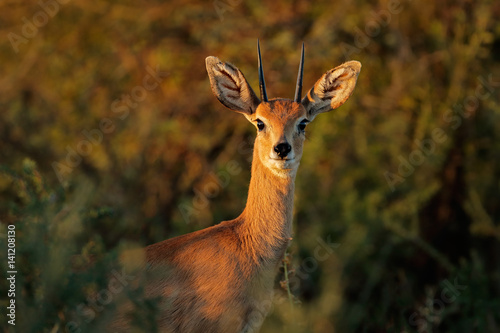 Portrait of a male steenbok antelope (Raphicerus campestris), South Africa.