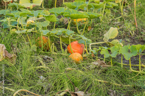 Pumpkin growing in the country garden