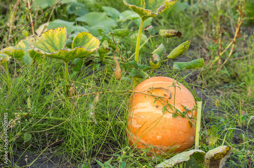 Pumpkin growing in the country garden
