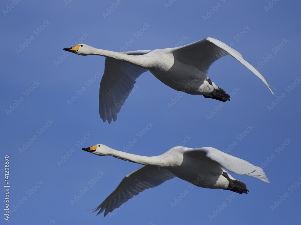 Whooper swan (Cygnus cygnus) Whooper swan (Cygnus cygnus)