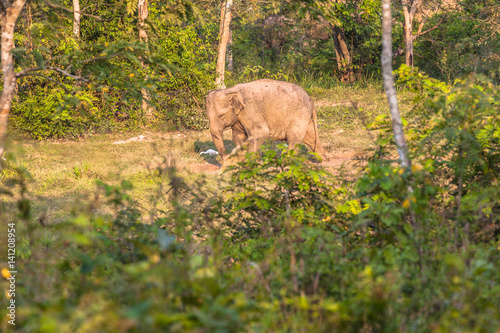 Wild elephants live in the jungle. Elephant eating salt licks on the ground is a source of salty and fine soil, which is caused by some minerals.