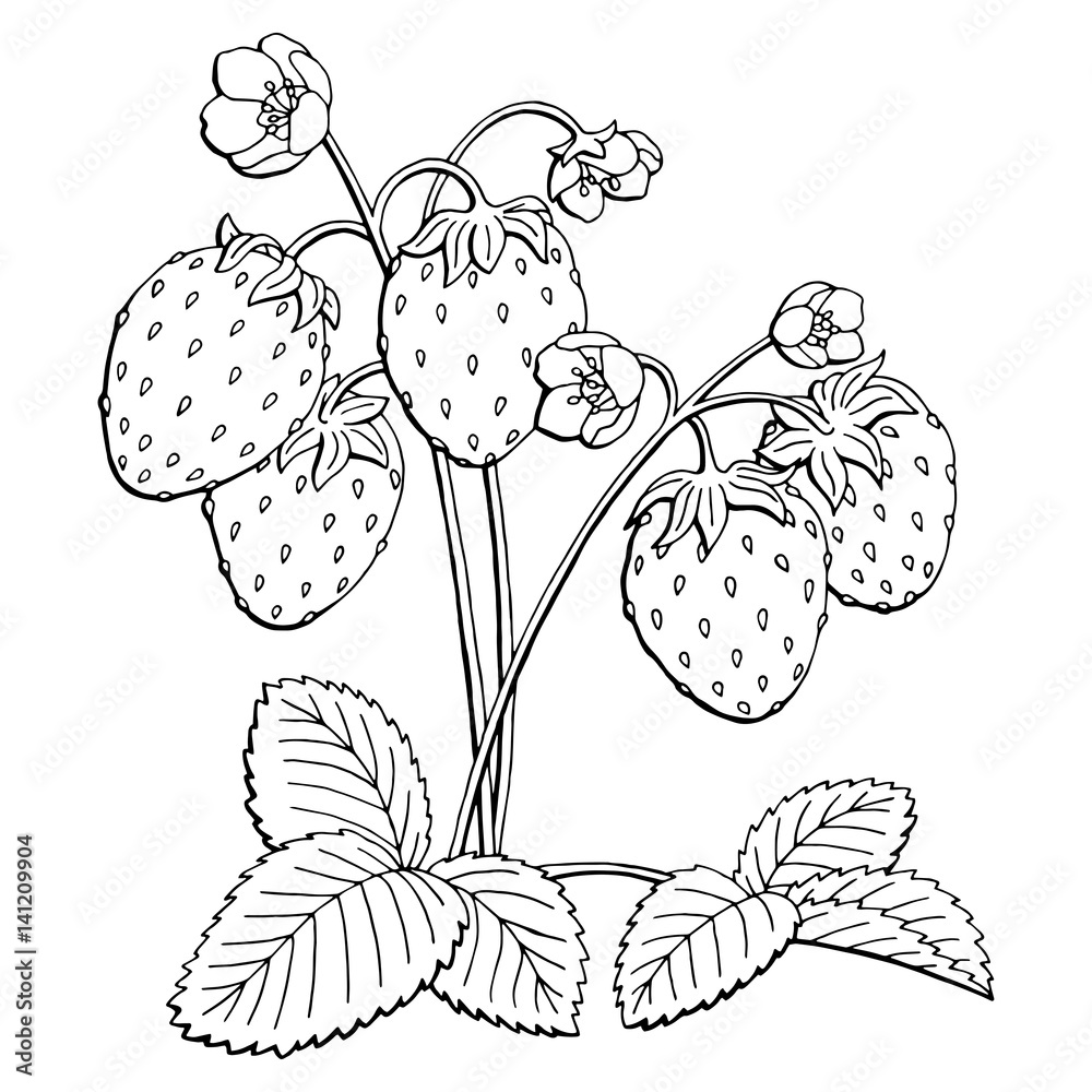 Strawberry graphic bush black white isolated sketch illustration vector Stock Vector Adobe Stock