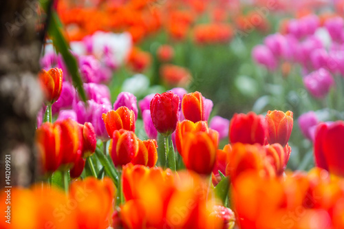 all tulips in the garden selective focus