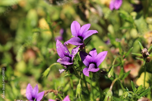 "Wild Violet" flower in St. Gallen, Switzerland. Its Latin name is Monopsis Unidentata, native to South Africa.