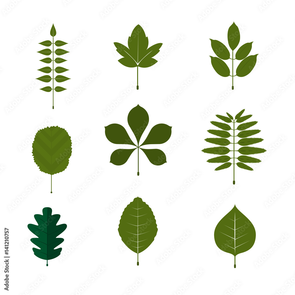 Leaf symbol and icon set. white background leaf vector illustration.