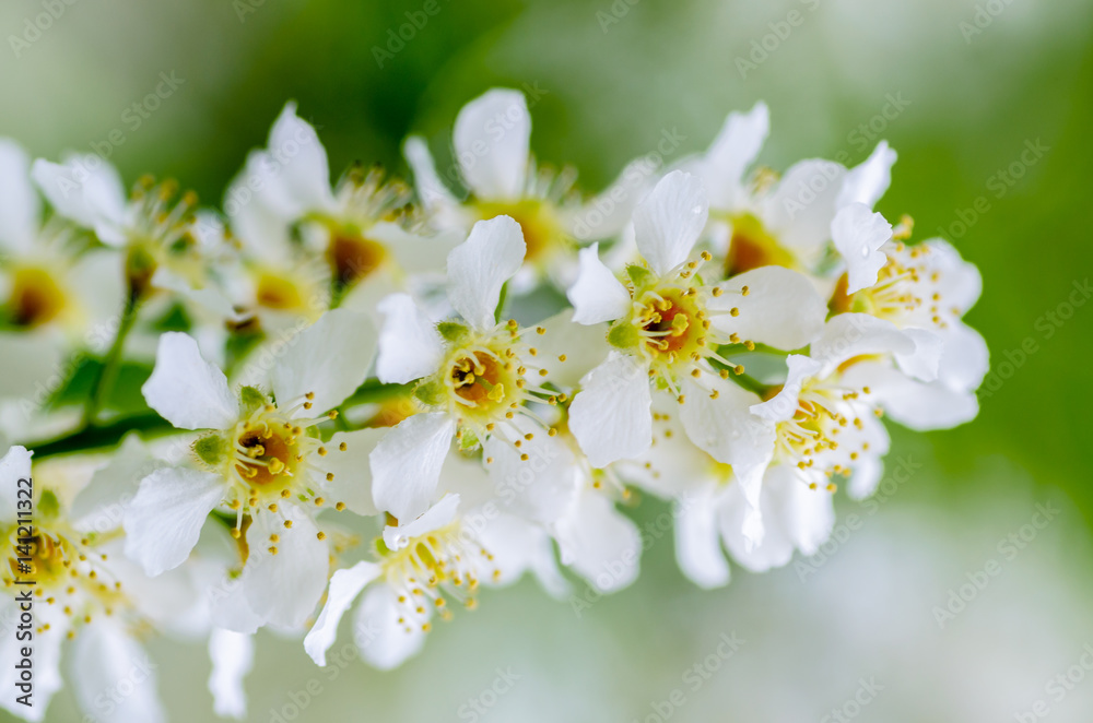 White fragrant flowers of the bird cherry tree