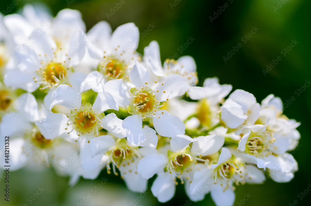 White fragrant flowers of the bird cherry tree