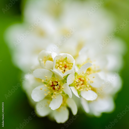 White fragrant flowers of the bird cherry tree