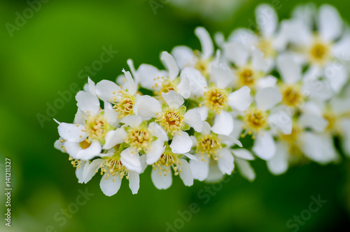White fragrant flowers of the bird cherry tree