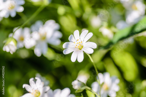 Forest plant stellate flowers in spring with white flowers