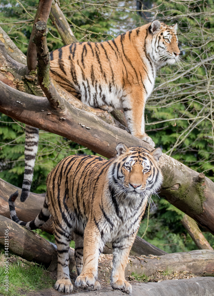 Fototapeta premium The Tiger