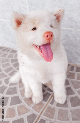 white cute puppy bangkeaw thai pedigree dog © F16-ISO100