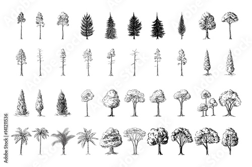 Silhoutte of trees on a white background