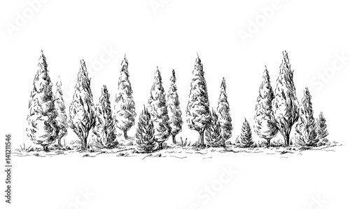 panoramic view of the forest from cypress trees hand drawn vector illustration Sketch design.