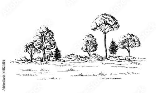 panoramic view of the forest from coniferous trees hand drawn vector illustration Sketch design.