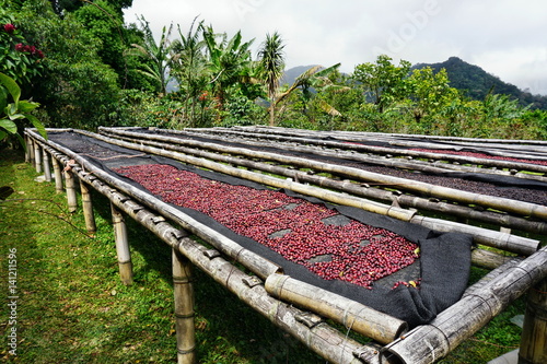 Kaffeebohnen aus Boquete Panama