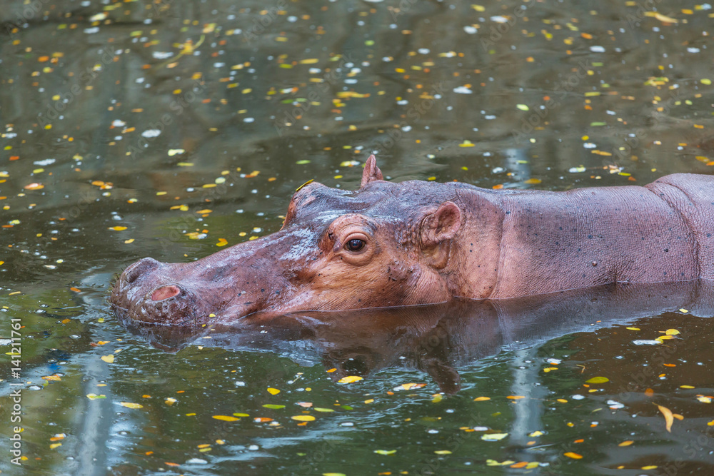 Fototapeta premium Hippo