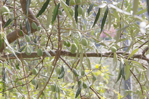 Olive su di un albero