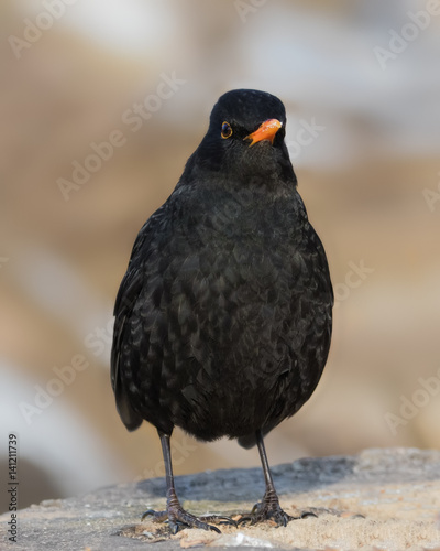 Male Eurasian Blackbird