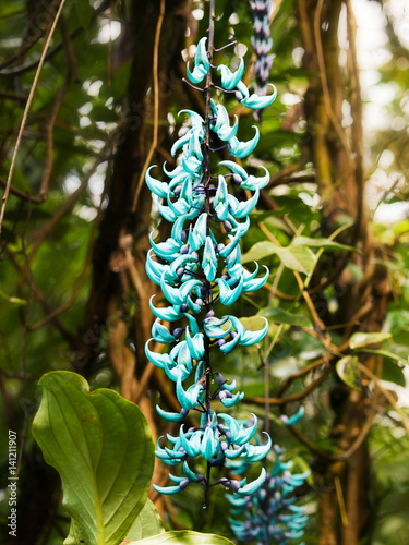 Flower of tropical philippines jade vine liana - Strongylodon macrobotrys  Stock Photo | Adobe Stock