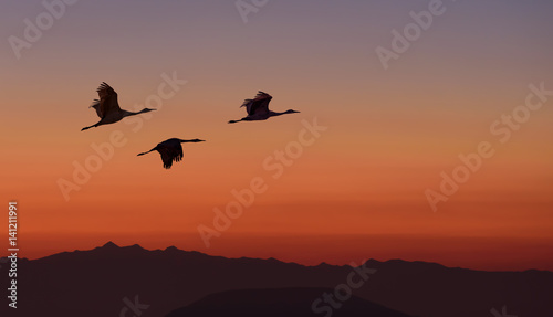 Birds Flying Over the Mountain