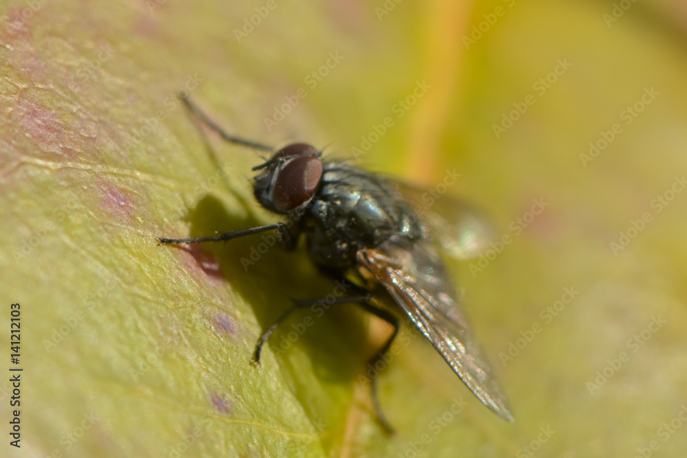Kleine Fliege auf einem Blatt Kleine Fliege auf einem Blatt