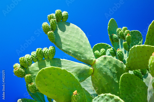 Prickly pear cactus photo
