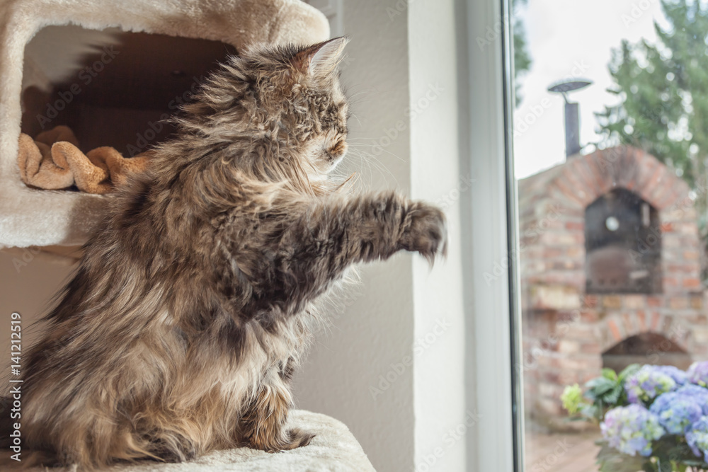 Katze winkt aus dem Fenster