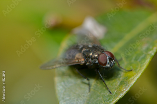 Kleine Fliege auf einem Blatt © nounours1