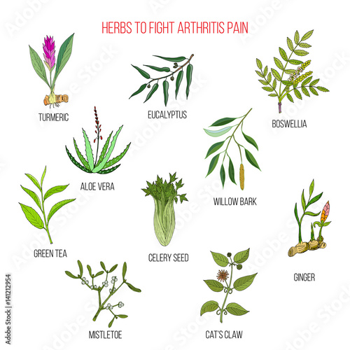 Herbs to fight arthritis pain turmeric, eucalyptus, boswellia, aloe vera, willow, celery, tea, mistletoe, ginger, cat claw
