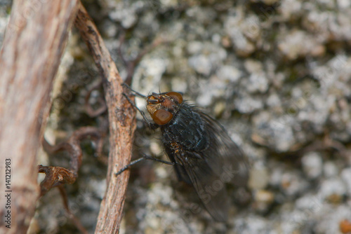 Fliegenmakro