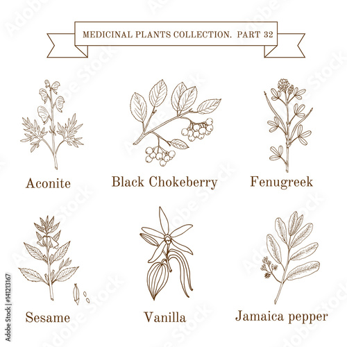 Vintage collection of hand drawn medical herbs and plants, aconite, black chokeberry, fenugreek, sesame, vanilla, jamaica pepper