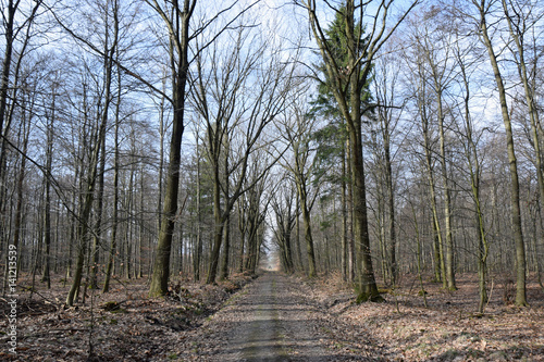 Waldweg im Vorfrühling