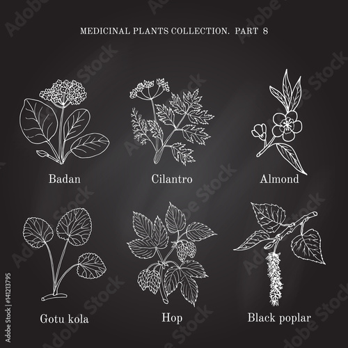 Vintage collection of hand drawn medical herbs and plants badan, cilantro, almond, gotu cola, hop, black poplar