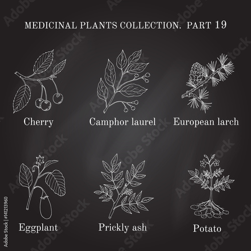 Vintage collection of hand drawn medical herbs and plants