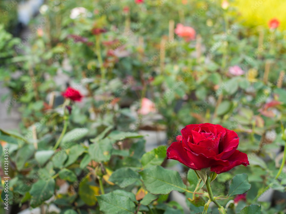 Obraz premium Red Rose in The Field