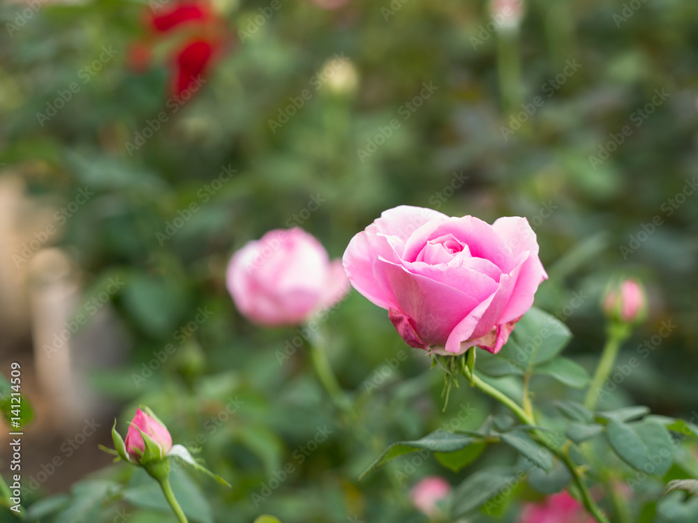 Pink Roses in The Field Pink Roses in The Field