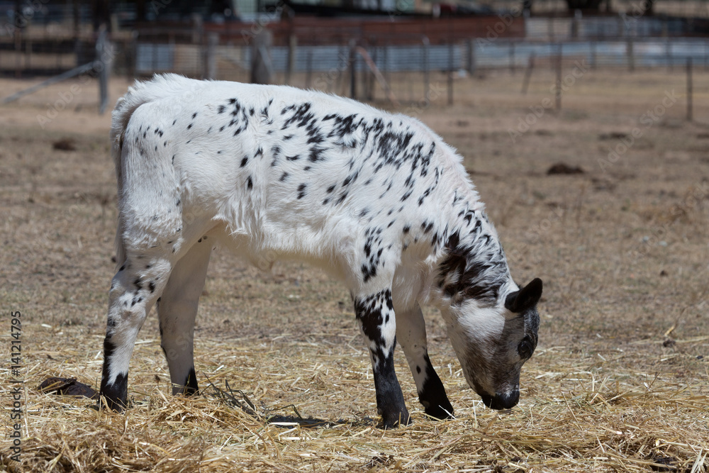 Fototapeta premium Speckle Park Calf