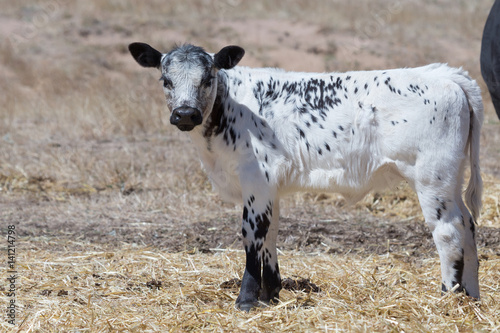 Speckle Park Calf