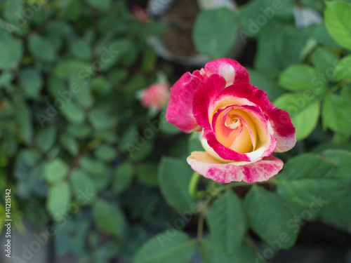 Pink White Rose Blooming
