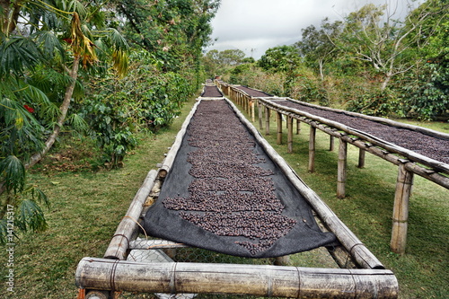Kaffeebohnen aus Boquete Panama photo