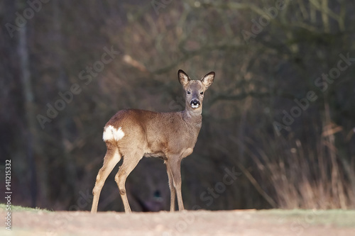 Fototapeta Naklejka Na Ścianę i Meble -  European roe deer (Capreolus capreolus)