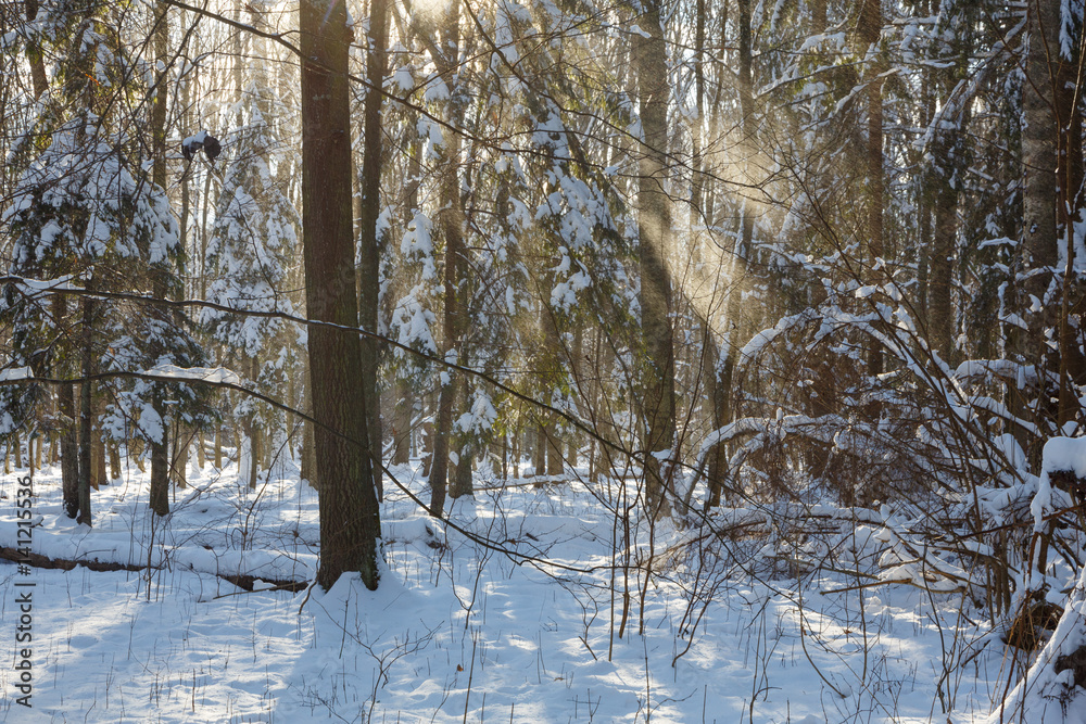 Snowfall in winter sun Snowfall in winter sun